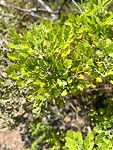 Blister Bush
