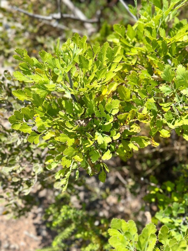 Blister Bush