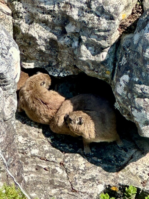 Dassies