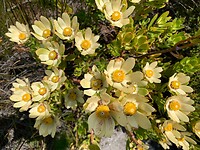 de flora op de tafelberg