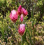 en nog meer flora op de tafelberg