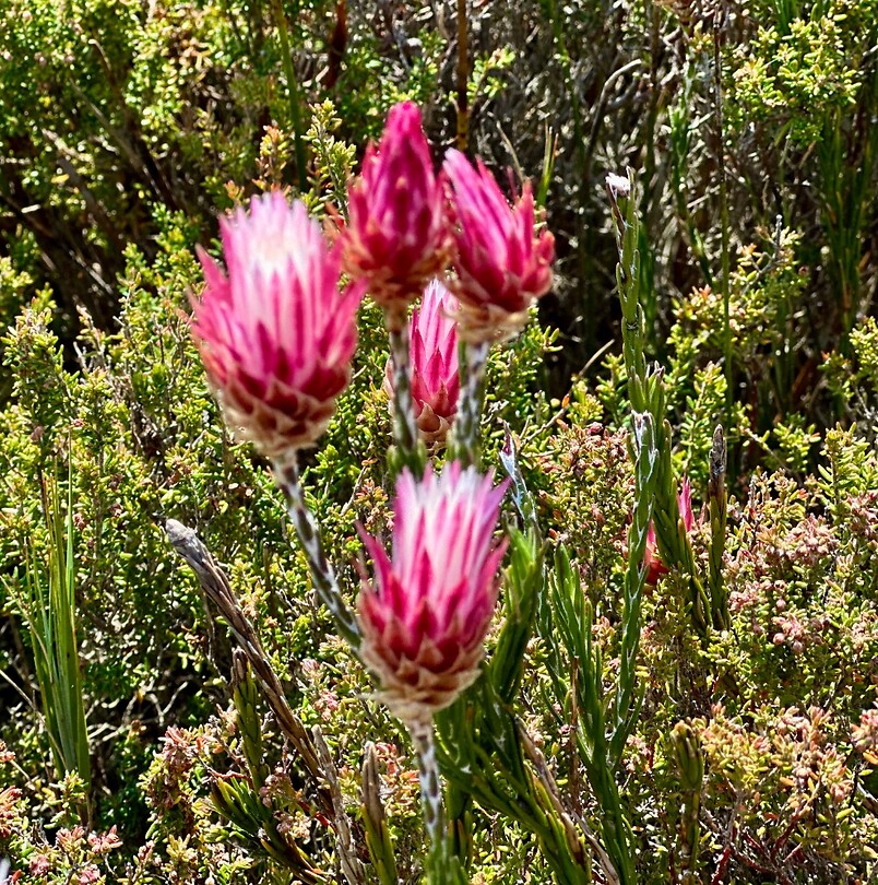 en nog meer flora op de tafelberg