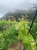 En dit is de bron van alle vino
