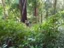 Jungle trekking