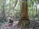 In de jungle