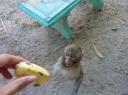 Banaan voeren aan een aapje