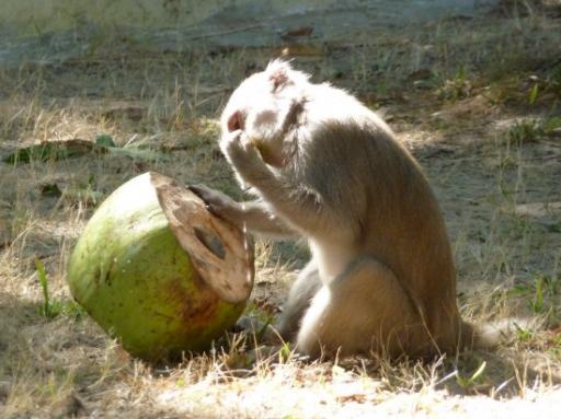 Een aapje eet de binnenkant van de kokosnoot