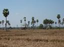 Palmbomen veld