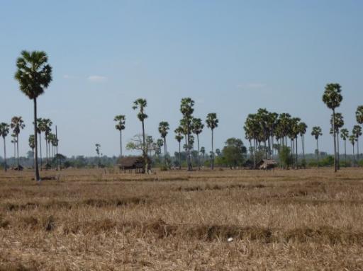 Palmbomen veld
