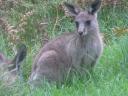 SKIPPY!
