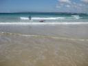 Roos op surfbord