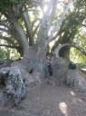 biiig tree
