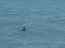 dolphins