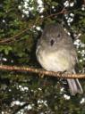 the NZ Robin!!