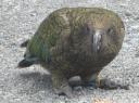 kea!