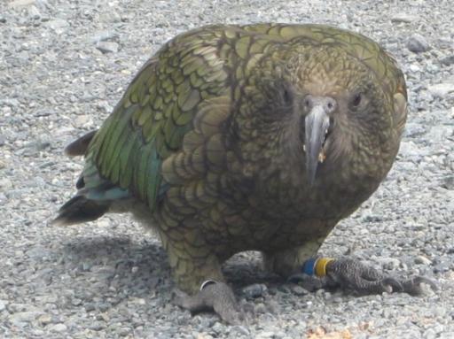 kea!