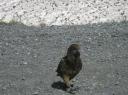 kea & icy snow
