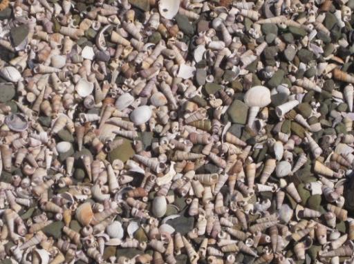 schelpjes