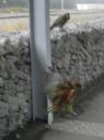 kea's!