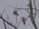 roze vogeltjes