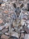 kauwende wallabie
