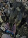 ik voer een wallabie