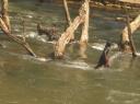 kindjes in een rivier
