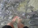 fishfeeding