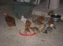 chickens