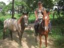 paarden uit de wei halen
