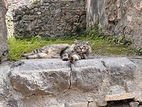 IMG_9730