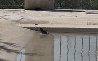 IMG_0450