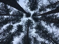 Artistieke kunstfoto van bomen