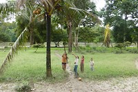 Kokosboom