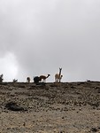 Vicuñas op de Chimborazo