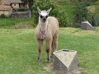 Alpaca Ingapirca