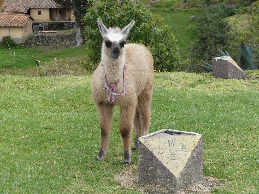 Alpaca Ingapirca