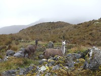 Lama's Cajas