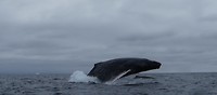 Humboldt walvis