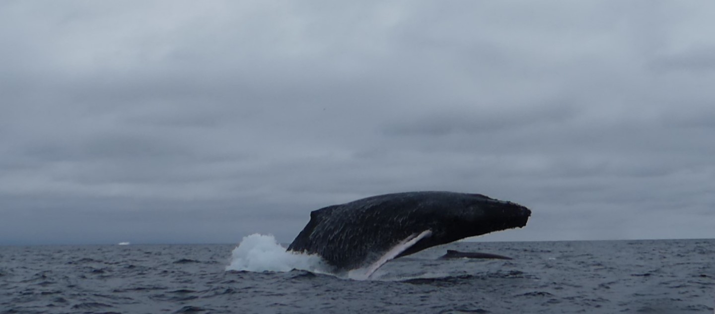 Humboldt walvis