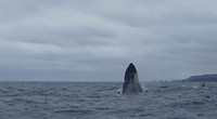 Humboldt walvis