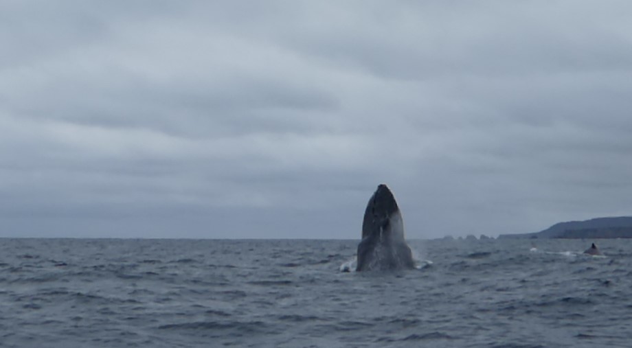 Humboldt walvis