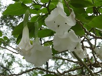 Bloemen