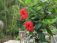 Bloemen
