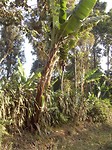 Bananenboom!