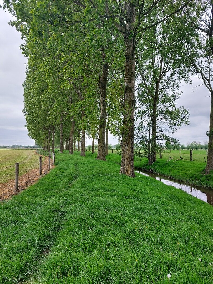 door de biezen