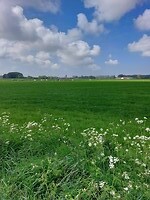 5. Lapscheure in de verte