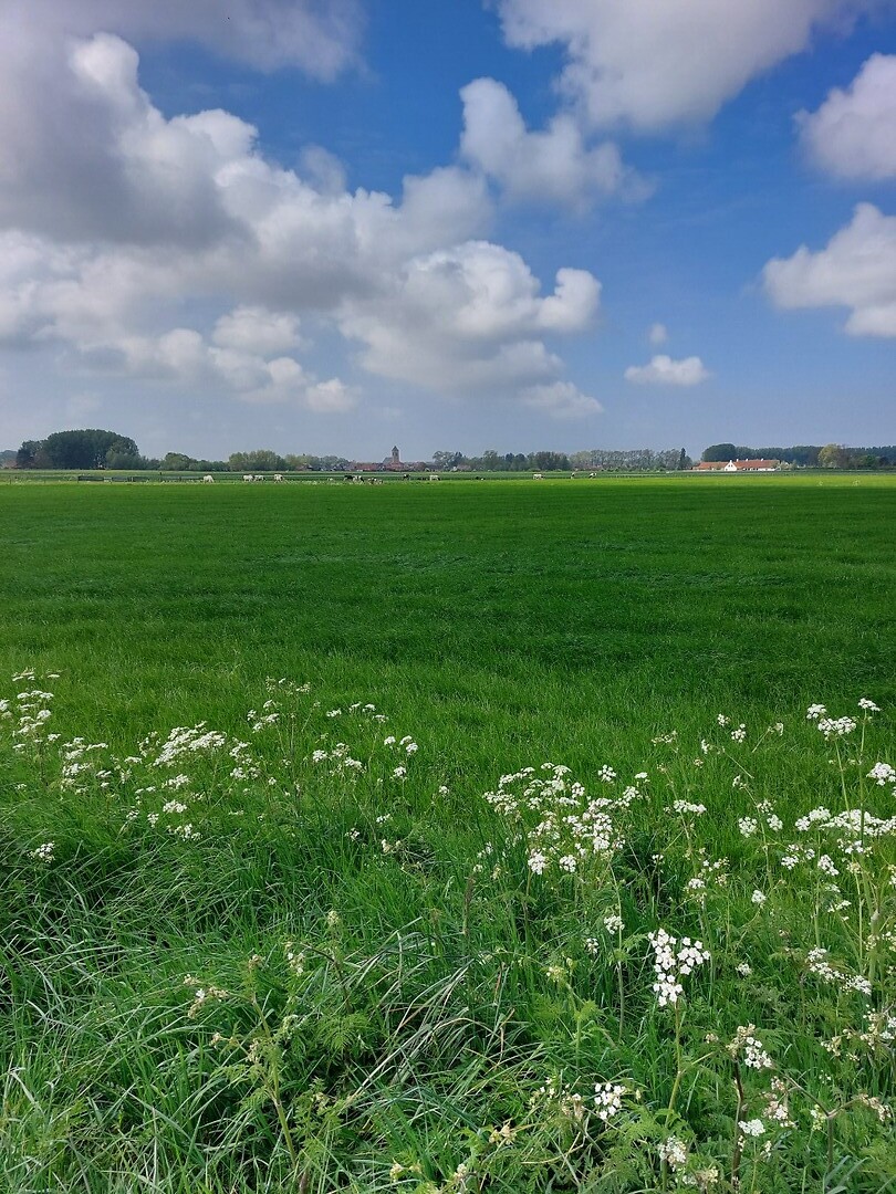 5. Lapscheure in de verte