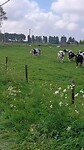 Een stier en zijn Harem