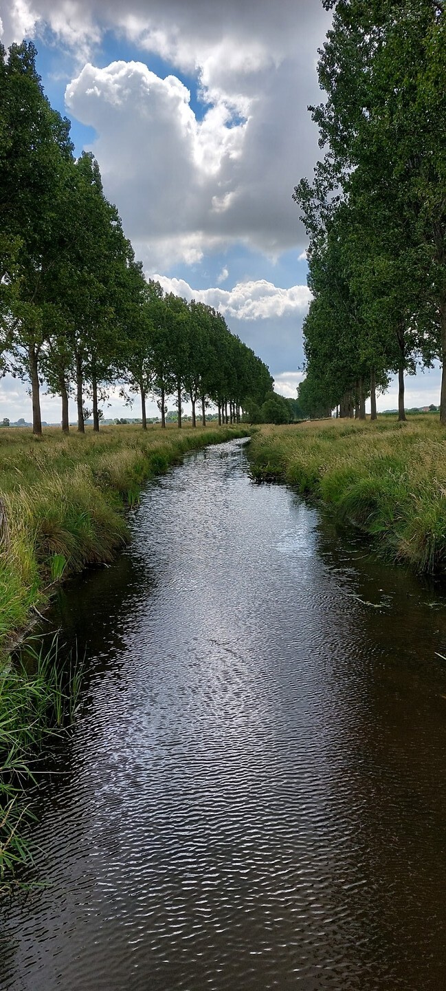 De Biezen